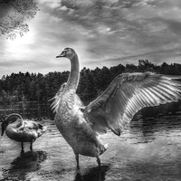 Buy canvas prints of swan lake by Doug McRae