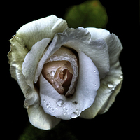 Buy canvas prints of White rose by Doug McRae