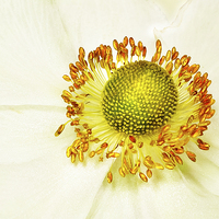 Buy canvas prints of yellow on white by Doug McRae
