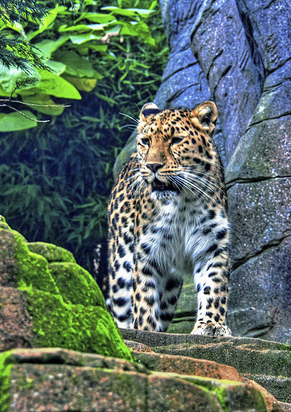 leopard Picture Board by Doug McRae