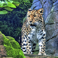 Buy canvas prints of leopard by Doug McRae