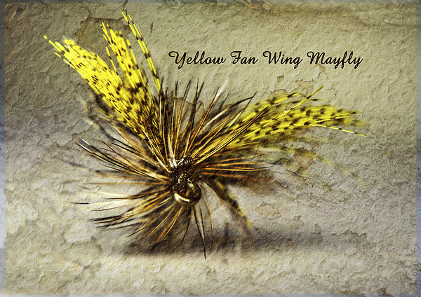Yellow Fan Wing Mayfly Picture Board by Doug McRae
