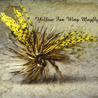 Buy canvas prints of Yellow Fan Wing Mayfly by Doug McRae