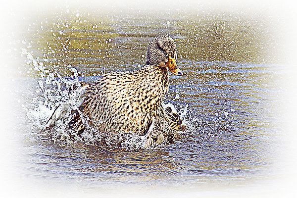 female blue-winged teal Picture Board by Doug McRae