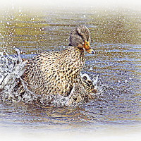 Buy canvas prints of female blue-winged teal by Doug McRae