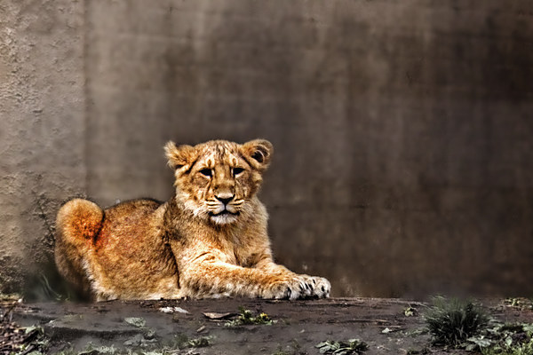Lion cub Picture Board by Doug McRae