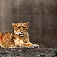 Buy canvas prints of Lion cub by Doug McRae