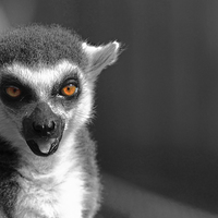 Buy canvas prints of Ring-tailed lemur by Doug McRae