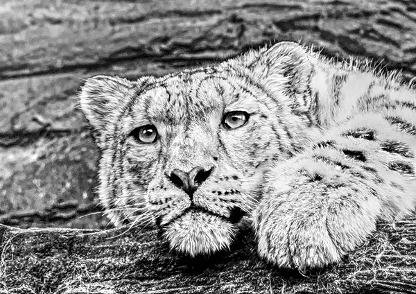 Snow leopard Picture Board by Doug McRae