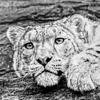 Buy canvas prints of Snow leopard by Doug McRae