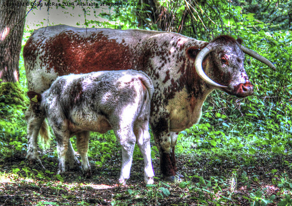  English Longhorn cow and calf Picture Board by Doug McRae