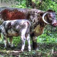 Buy canvas prints of  English Longhorn cow and calf by Doug McRae