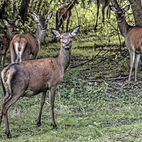 Buy canvas prints of  roe deer  by Doug McRae