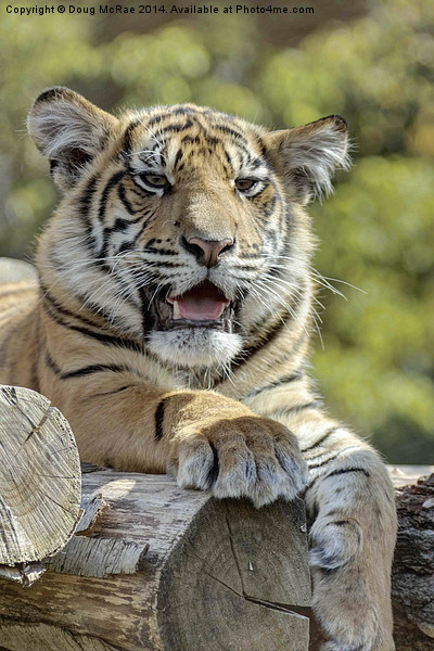  Tiger cub Picture Board by Doug McRae