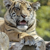 Buy canvas prints of  Tiger cub by Doug McRae