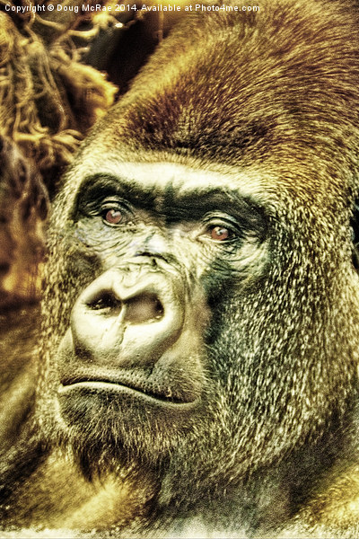  Gorilla Picture Board by Doug McRae