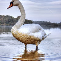 Buy canvas prints of  swan by Doug McRae