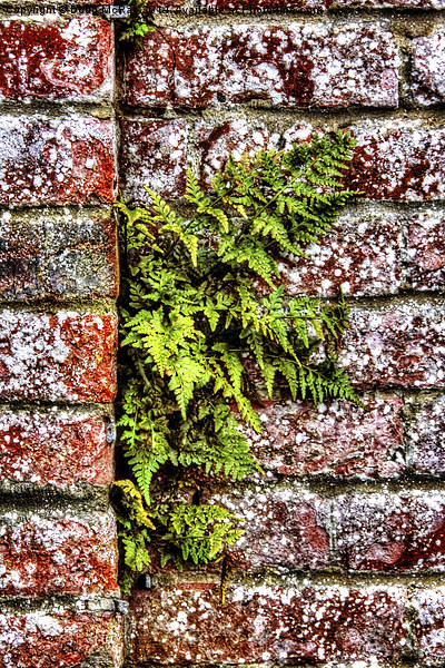  fern in wall Picture Board by Doug McRae