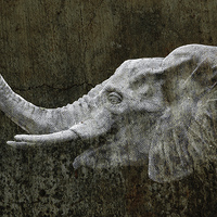 Buy canvas prints of  elephant by Doug McRae