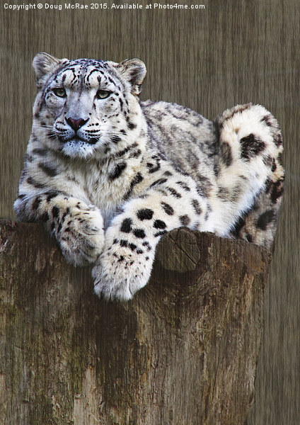  snow leopard Picture Board by Doug McRae