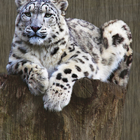 Buy canvas prints of  snow leopard by Doug McRae