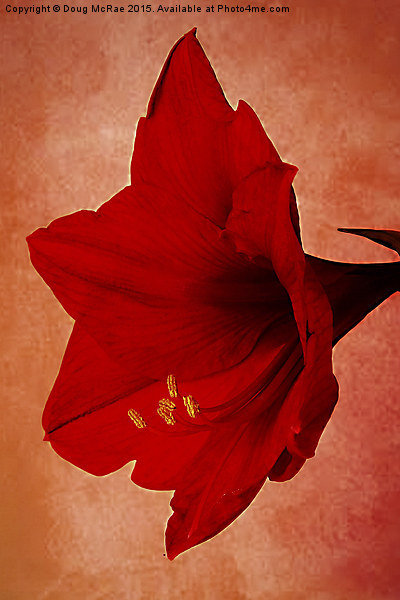  Red  Amaryllis   Picture Board by Doug McRae