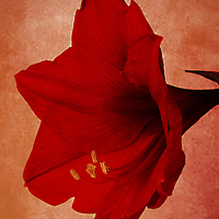 Buy canvas prints of  Red  Amaryllis   by Doug McRae