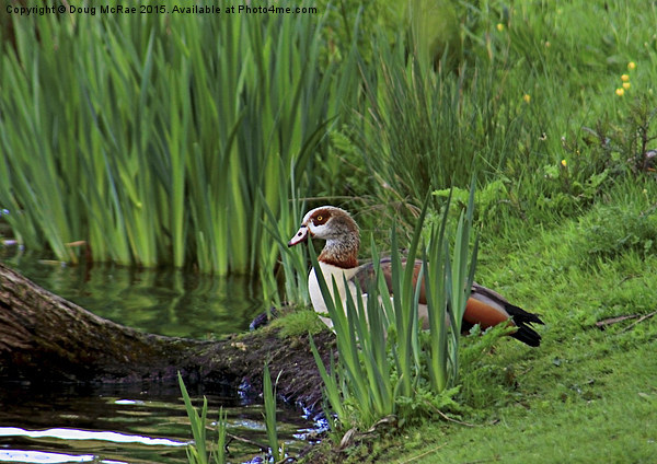  Egyptian goose Picture Board by Doug McRae