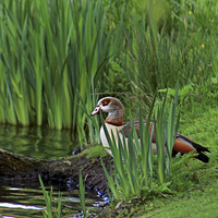 Buy canvas prints of  Egyptian goose by Doug McRae