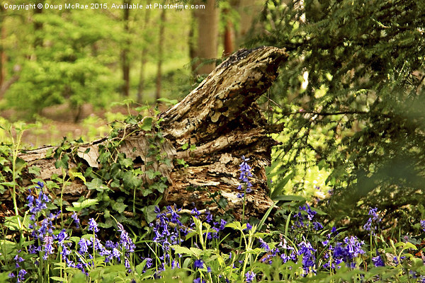  blue bells Picture Board by Doug McRae