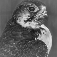 Buy canvas prints of  Cooper's hawk  by Doug McRae