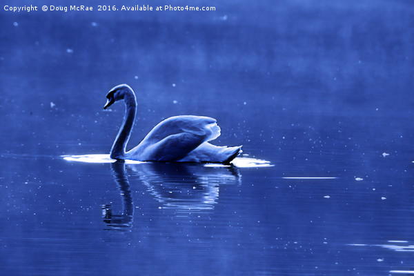 blue swan Picture Board by Doug McRae