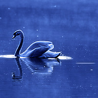 Buy canvas prints of blue swan by Doug McRae