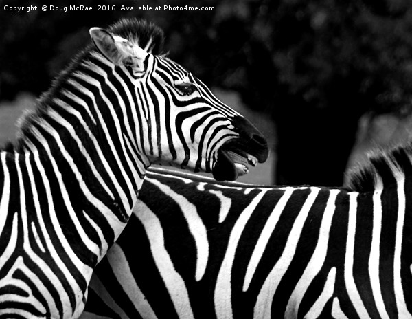 Zebra Picture Board by Doug McRae