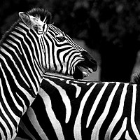 Buy canvas prints of Zebra by Doug McRae