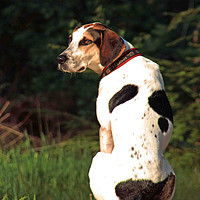 Buy canvas prints of hound dog by Doug McRae
