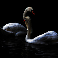 Buy canvas prints of swans by Doug McRae