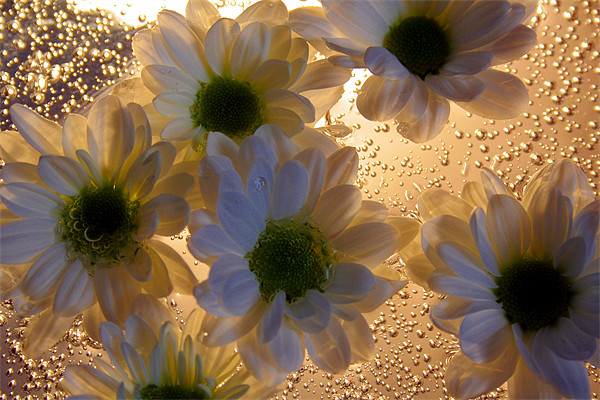 Chrysanthemums and Bubbels Picture Board by Doug McRae