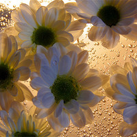 Buy canvas prints of Chrysanthemums and Bubbels by Doug McRae