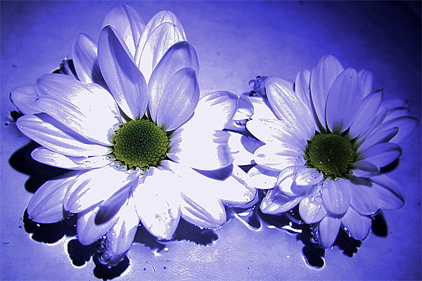 Chrysanthemums in blue Picture Board by Doug McRae