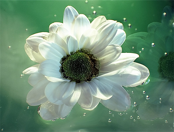 White Chrysanthemum in reflection Picture Board by Doug McRae