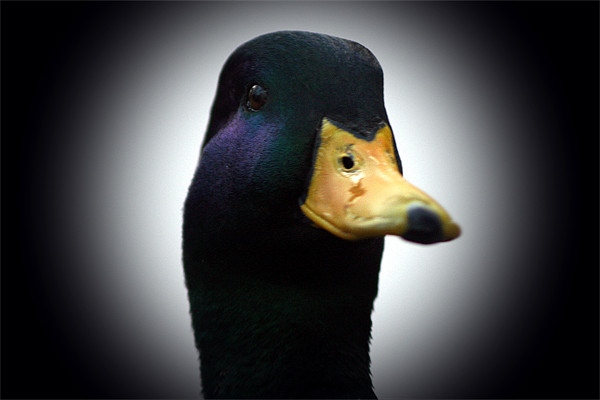 Quack (Mallard) Picture Board by Doug McRae