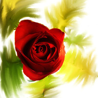 Buy canvas prints of Red Rose by Doug McRae