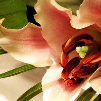 Buy canvas prints of Easter lily by Doug McRae