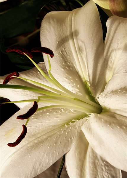 White lily Picture Board by Doug McRae