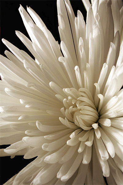 Spider Chrysanthemum Picture Board by Doug McRae