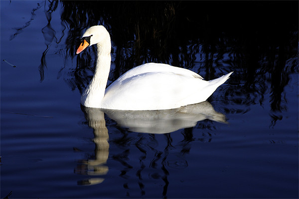 Mute swan Picture Board by Doug McRae