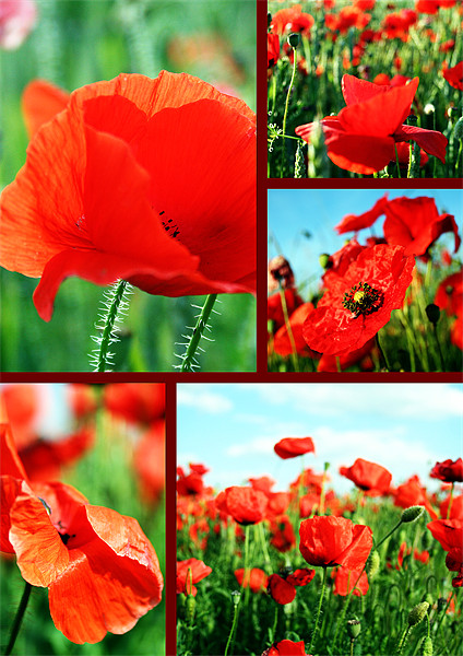Collage of poppies Picture Board by Doug McRae