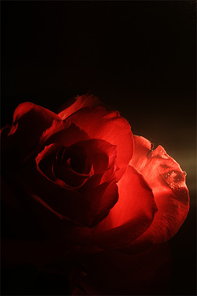 Soft Red Rose Picture Board by Doug McRae
