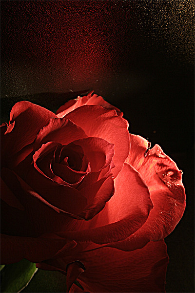 Red Rose Picture Board by Doug McRae